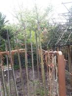 Salix integra hakuro nishiki op stam 120/150 /180 cm in pot, Tuin en Terras, Planten | Bomen, Lente, 100 tot 250 cm, Ophalen, Volle zon