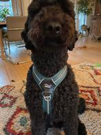 Jack en Vanilla, hondentuig maat M, Dieren en Toebehoren, Ophalen of Verzenden, Nieuw