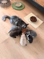 Prachtige Siberische X Ragdoll kittens, Dieren en Toebehoren, Katten en Kittens | Raskatten | Langhaar, Meerdere dieren, Ontwormd