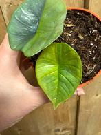 Alocasia platinum variegata plant aurea yellow lemon mint, Huis en Inrichting, Kamerplanten, Ophalen of Verzenden, Halfschaduw