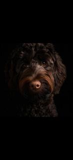 Labradoodle zoekt nieuwe thuis ( LEES HET BERICHT!), Dieren en Toebehoren, Honden | Niet-rashonden, Reu, 1 tot 2 jaar, Parvo, Eén hond