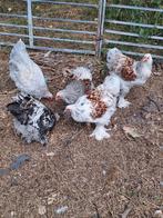 Diverse jonge brahma groothoender haan/hanen, Dieren en Toebehoren, Pluimvee, Mannelijk, Kip