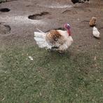 Te koop volwassen kalkoenen, Meerdere dieren, Kalkoen