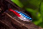 Neon tetra, Vis