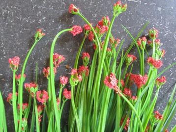 OPRUIMING - BLOEMEN TAKJE - KUNST NU VOOR 1 EURO beschikbaar voor biedingen