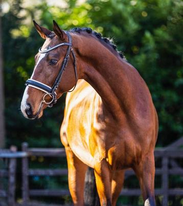 Trakehner Duke of Hearts X Buena Vista beschikbaar voor biedingen