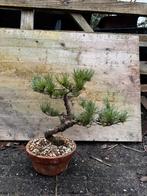 Bonsai Pinus Parviflora, Tuin en Terras, Planten | Bomen, Ophalen