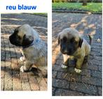 Kangal pups, Dieren en Toebehoren, Honden | Herdershonden en Veedrijvers, 8 tot 15 weken, Meerdere, Meerdere dieren, Herder