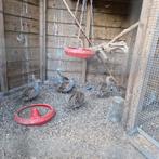 Te koop Europese patrijzen, Dieren en Toebehoren, Pluimvee