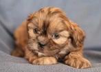 Super mooie boomer pups Shih tzu maal maltezer., Dieren en Toebehoren, Honden | Chihuahua's en Gezelschapshonden, Meerdere, 8 tot 15 weken