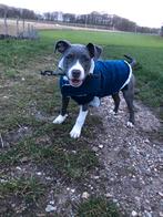 Trui voor hoden S, Ophalen, Hondentrui