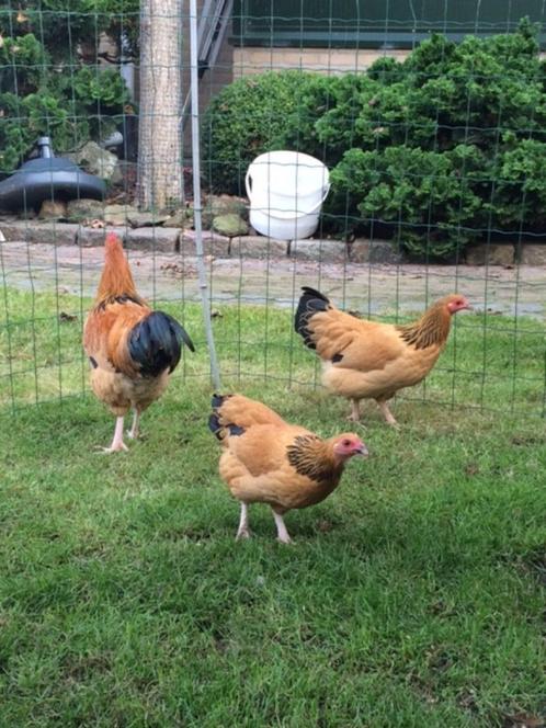 Wyandotte krielkippen., Dieren en Toebehoren, Pluimvee, Kip, Vrouwelijk