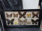 Vlindercollectie in lijst vintage