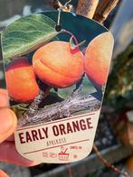 Abrikozenboom “Early Orange”, Ophalen, Lente, Overige soorten, Volle zon