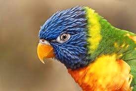 Lori van de blauwe bergen, Dieren en Toebehoren, Vogels | Parkieten en Papegaaien, Papegaai, Meerdere dieren, Pratend, Geringd