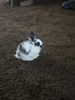 Konijn Oreo Ik zal het in goede handen geven, Dieren en Toebehoren, Mannelijk