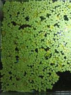 Salvina minima drijfplanten, Dieren en Toebehoren, Ophalen, Nieuw, Plant(en), Steen of Hout