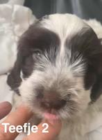 Unieke kruising Engelse Cocker spaniel / Maltezer mini’s, Overige rassen, CDV (hondenziekte), 8 tot 15 weken, Meerdere