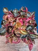 Peperomia Crème Brulee p12 (4), Huis en Inrichting, Kamerplanten, Ophalen of Verzenden, Halfschaduw, Minder dan 100 cm