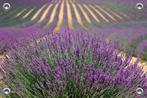 Tuinposter-Schuttingposter Lavendelveld 150x100 cm (bxh), Verzenden, Nieuw, Info@GoodSmiling.com, Good Smiling Fotoprint