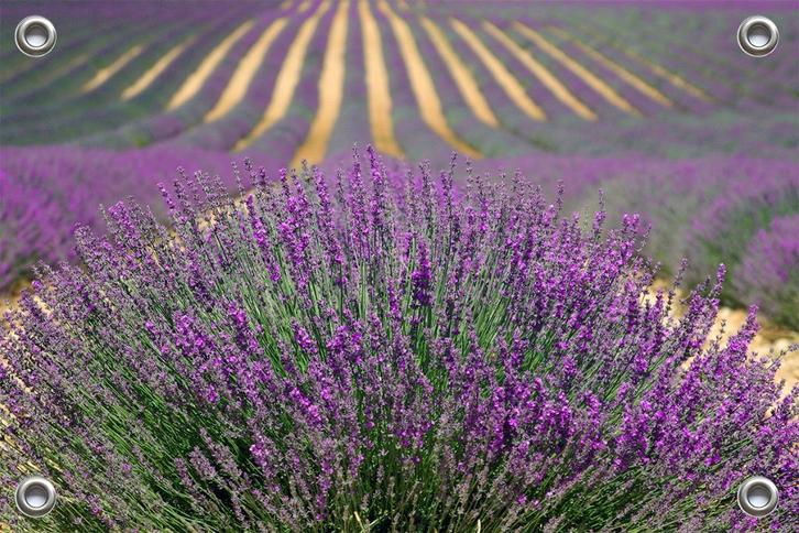 Tuinposter-Schuttingposter Lavendelveld 150x100 cm (bxh), Tuin en Terras, Tuinwanddecoratie, Nieuw, Verzenden