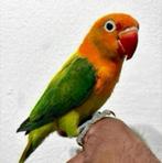 Schitterende tamme jonge Agapornis Fischeri, Dieren en Toebehoren, Vogels | Parkieten en Papegaaien, Meerdere dieren, Dwergpapegaai of Agapornis