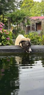 Mirella teefje 8 maanden, Dieren en Toebehoren, Honden | Niet-rashonden, Particulier, Rabiës (hondsdolheid), 15 weken tot 1 jaar
