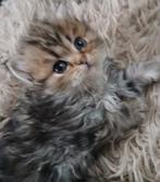 Supermooie Britse Langhaar kittens!, Dieren en Toebehoren, Katten en Kittens | Raskatten | Langhaar, Meerdere dieren, Gechipt