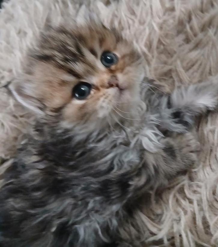 Supermooie Britse Langhaar kittens!, Dieren en Toebehoren, Katten en Kittens | Raskatten | Langhaar, Meerdere dieren, 0 tot 2 jaar