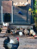 Prachtige zilvere gezoomde Barnevelders, Dieren en Toebehoren, Pluimvee, Meerdere dieren, Kip