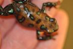 Dendrobates auratus, grote variatie aan varianten, Amfibie, 0 tot 2 jaar