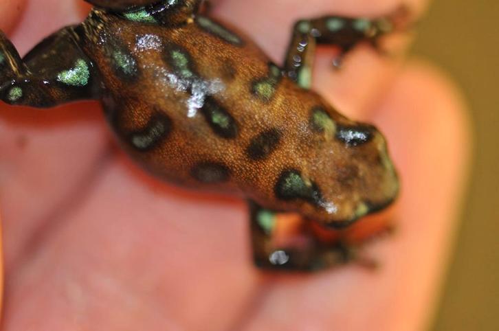 Dendrobates auratus, grote variatie aan varianten