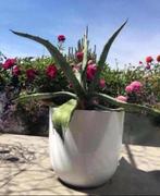 Bio Nederlandse blauw Agave zonplanten in de potten diverse, Ophalen of Verzenden, Minder dan 100 cm, In pot, Cactus