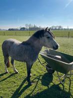 4 jarige Welsh A merrie, Dieren en Toebehoren, Pony's, Merrie, 3 tot 6 jaar, B pony (1.17m tot 1.27m), Onbeleerd