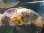 Pauwoogcichlide, Dieren en Toebehoren, Vis, Zoetwatervis