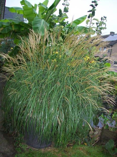 siergras groen met geel streepje in grote grijze  plastic po, Tuin en Terras, Planten | Tuinplanten, Vaste plant, Siergrassen