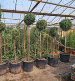 Conifeer op stam, Volle zon, Vaste plant, Bloeit niet, Ophalen