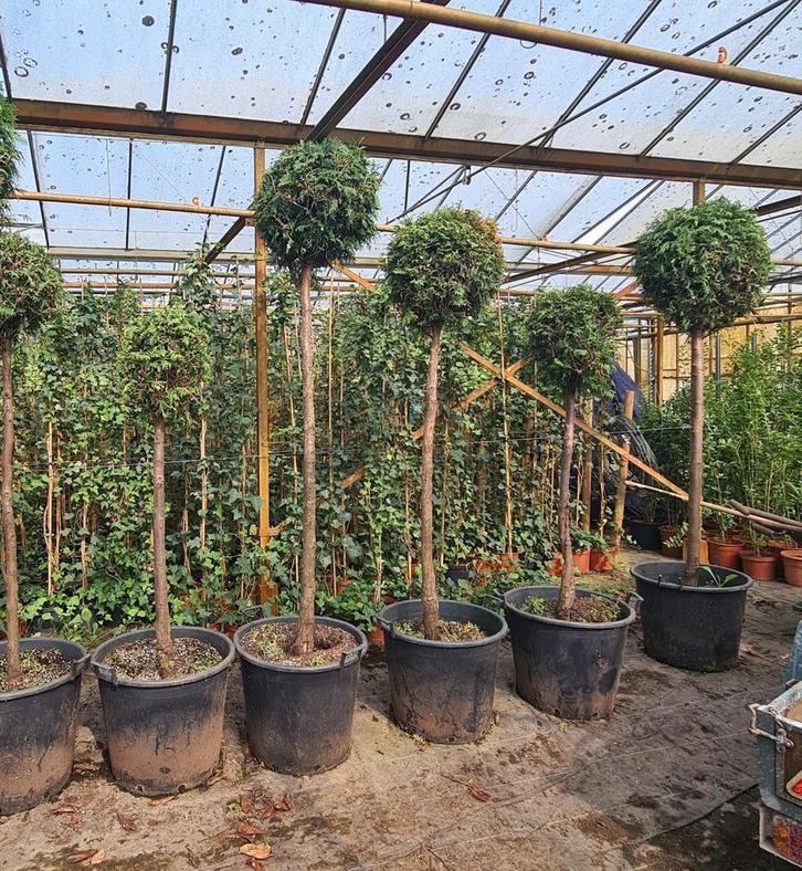 Conifeer op stam, Tuin en Terras, Planten | Tuinplanten, Vaste plant, Overige soorten, Volle zon, Bloeit niet, Ophalen