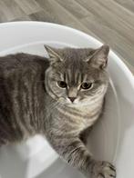 Britse korthaar 7 maanden, Kater, Ontwormd, 0 tot 2 jaar