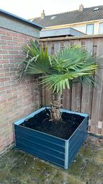2x Palmboom incl grond en bak, Minder dan 100 cm, Zomer, Palmboom, Ophalen
