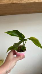 Epipremnum aureum stek., Ophalen, Overige soorten, Minder dan 100 cm