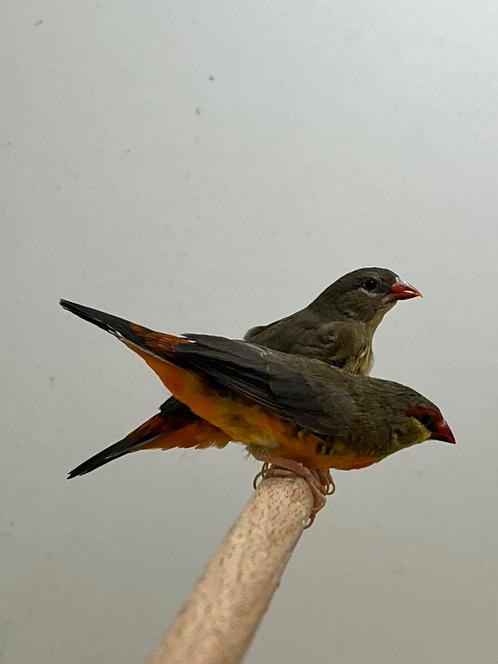 1-1 Goudbuikje, Dieren en Toebehoren, Vogels | Overige Vogels, Tropenvogel, Meerdere dieren