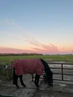 Aangeboden: paddockstalling en weidegang, Dieren en Toebehoren, Stalling en Weidegang, Weidegang