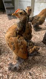 Kuikens 2 haantjes, Dieren en Toebehoren, Pluimvee, Mannelijk, Kip