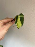 Philodendron cream splash, gewortelde stekken, Ophalen of Verzenden, Overige soorten, Minder dan 100 cm