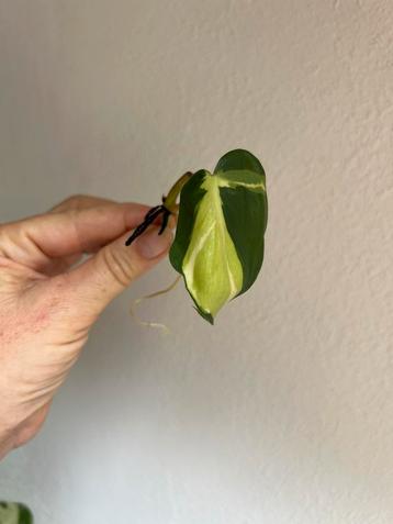 Philodendron cream splash, gewortelde stekken beschikbaar voor biedingen