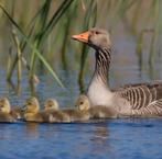 2 witte ganzen, 2 grauwe ganzen, allen vrouwtjes, Vrouwelijk, Gans of Zwaan