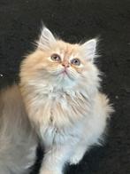 Reserve Now!  british short and lang hair ., Dieren en Toebehoren, Katten en Kittens | Overige Katten, Kater, Langharig, 0 tot 2 jaar