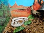 Pantherophis obsoleta lindheimeri Texaanse rattenslang, Dieren en Toebehoren, Reptielen en Amfibieën, Slang, 3 tot 6 jaar