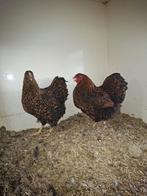 Goud zwart wyandotte groot, Dieren en Toebehoren, Pluimvee, Vrouwelijk, Kip